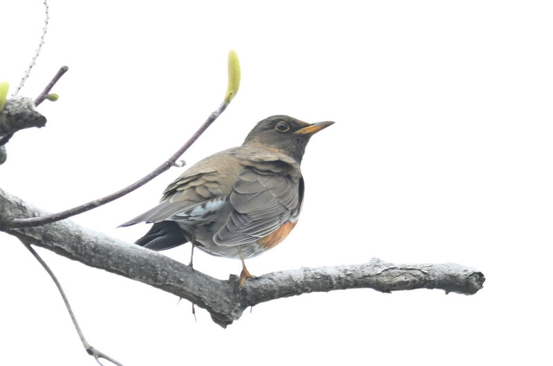 霊園のアカハラ