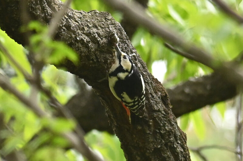 霊園のアカゲラ