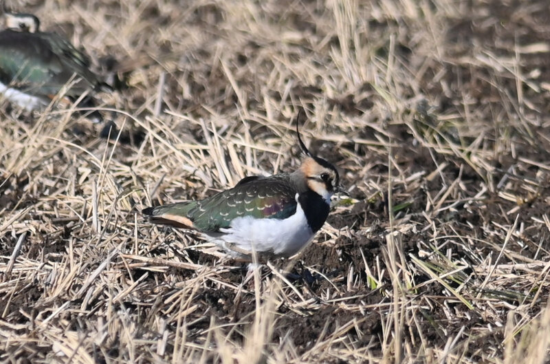 手賀沼のタゲリ
