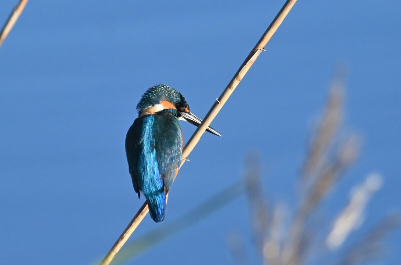手賀沼のカワセミ