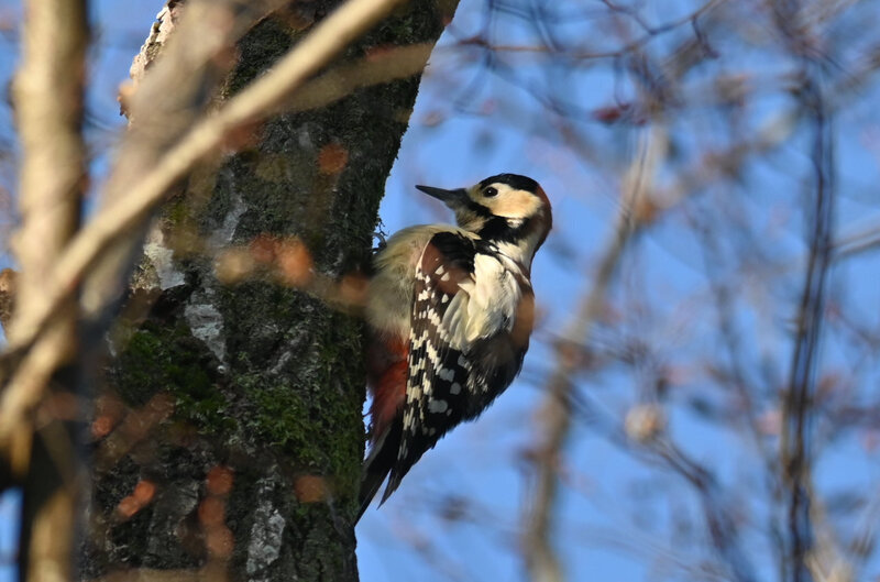 大町自然観察園のアカゲラ